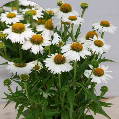 Echinacea 'Meditation White' - Siilkübar 'Meditation White' P9/0,55L